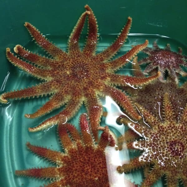 Starfish Lab