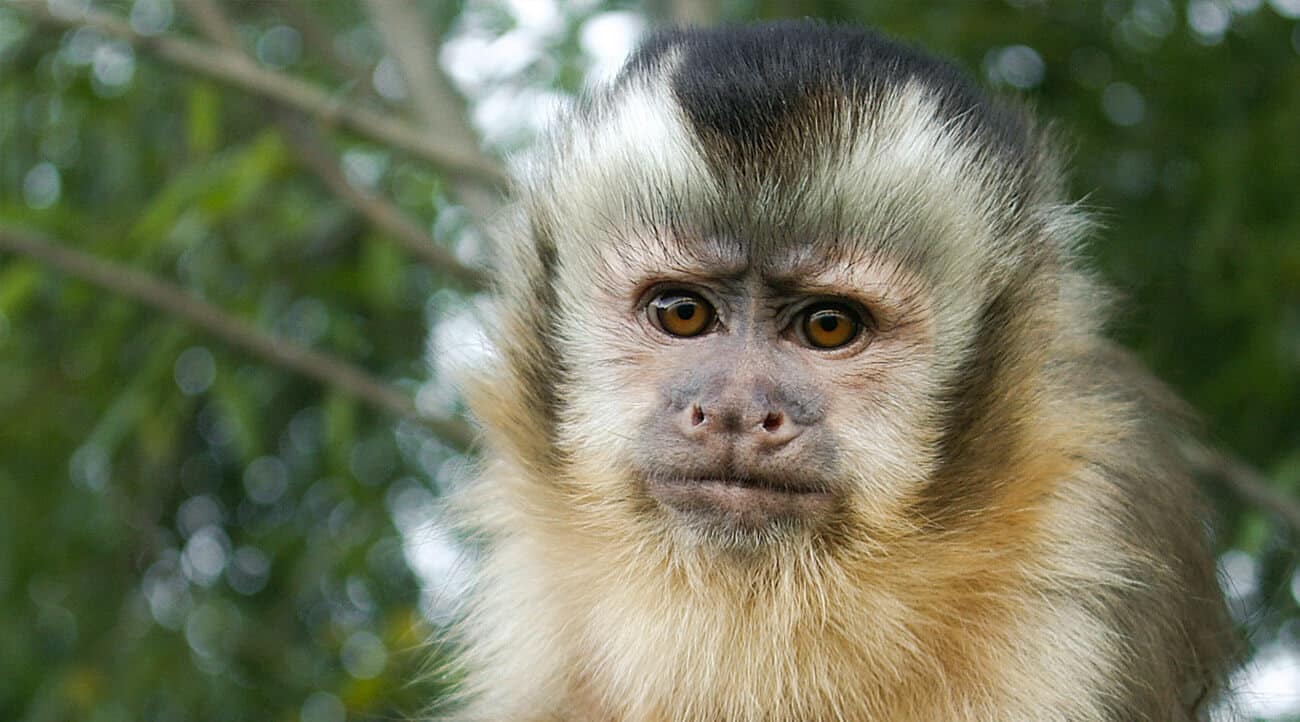 capuchin